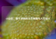 CF山区，藏于深闺的生态秘境与人文烟火