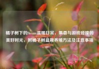 橘子树下的Steam温暖日常，果香与游戏碰撞的美好时光，附橘子树盆栽养殖方法及注意事项